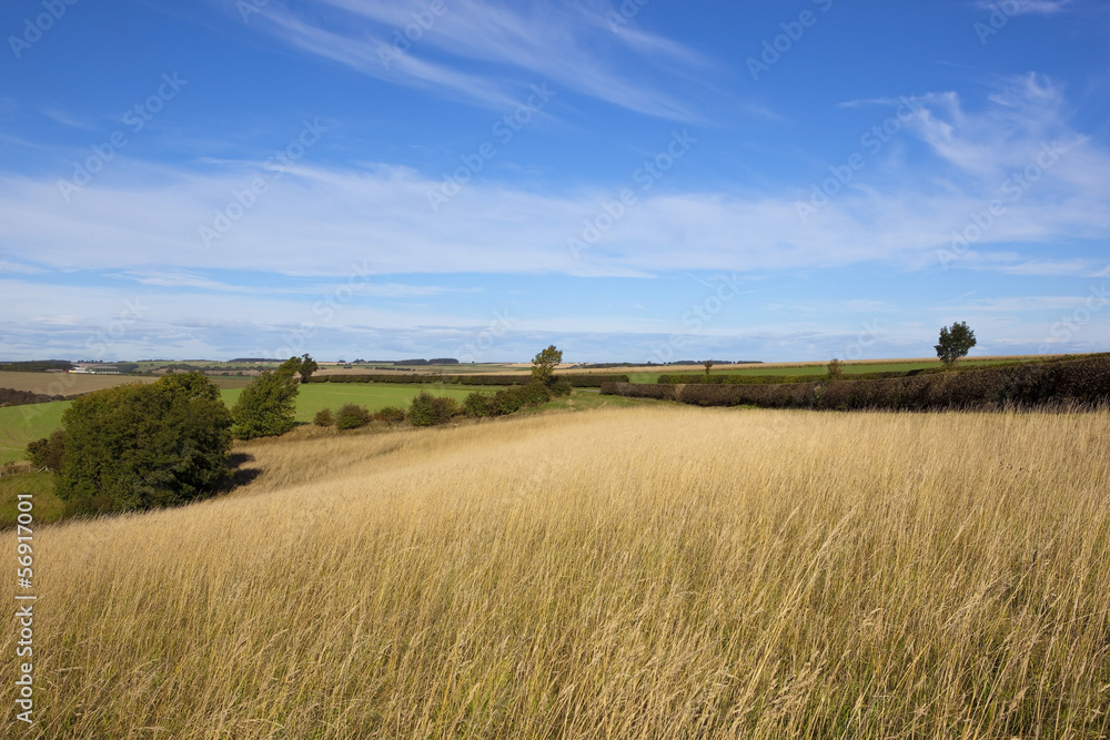 dry grass landscape