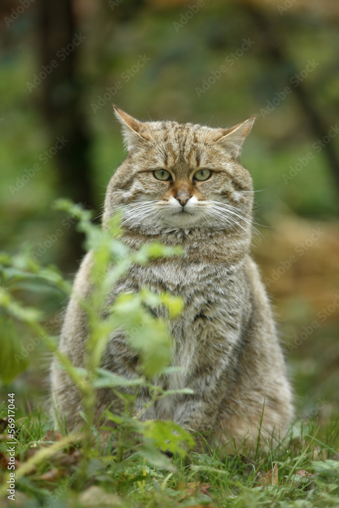 Scottish wildcat, Felis silvestris