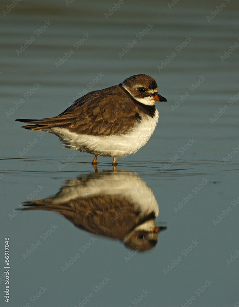 Semipalmated plover, Charadrius semipalmatus Semipalmated plover, Charadrius semipalmatus