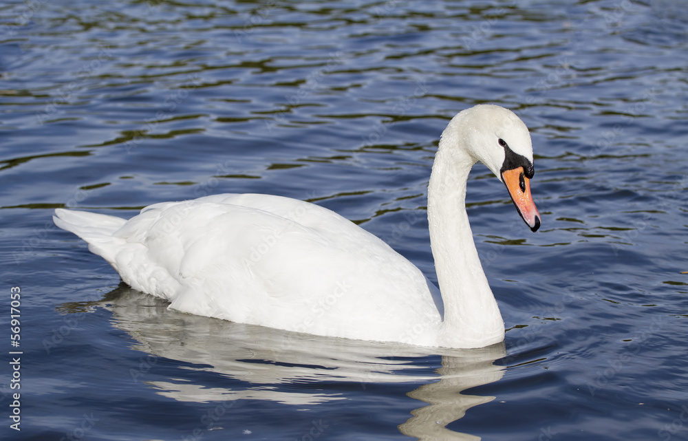 Mute swan moving gracefully on a lake