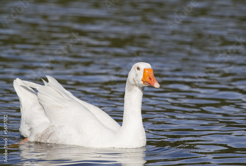 White Embden goose on lake