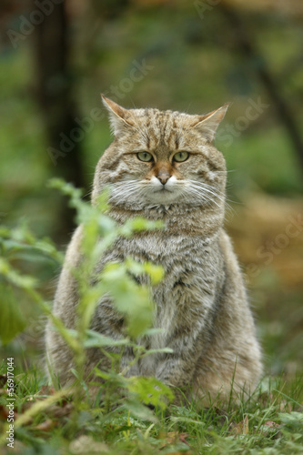 Scottish wildcat, Felis silvestris © Erni