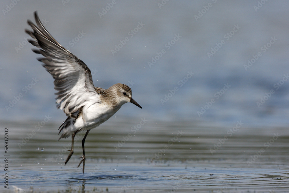 Semipalmated sandpiper, Calidris pusilla Semipalmated sandpiper, Calidris pusilla