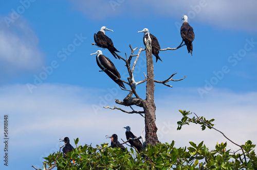 Frigatebirds on tree
