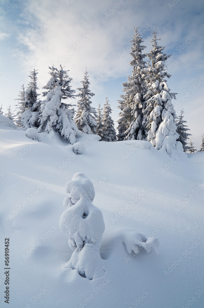Small trees in the snow Small trees in the snow