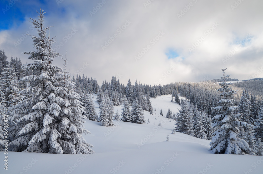 Winter in the mountain forest Winter in the mountain forest