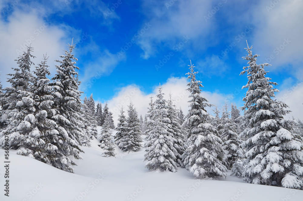 Winter View Winter View