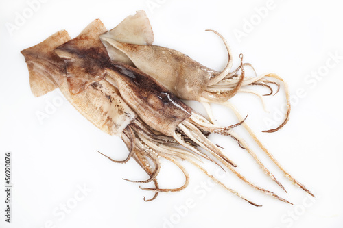 squids isolated on white background