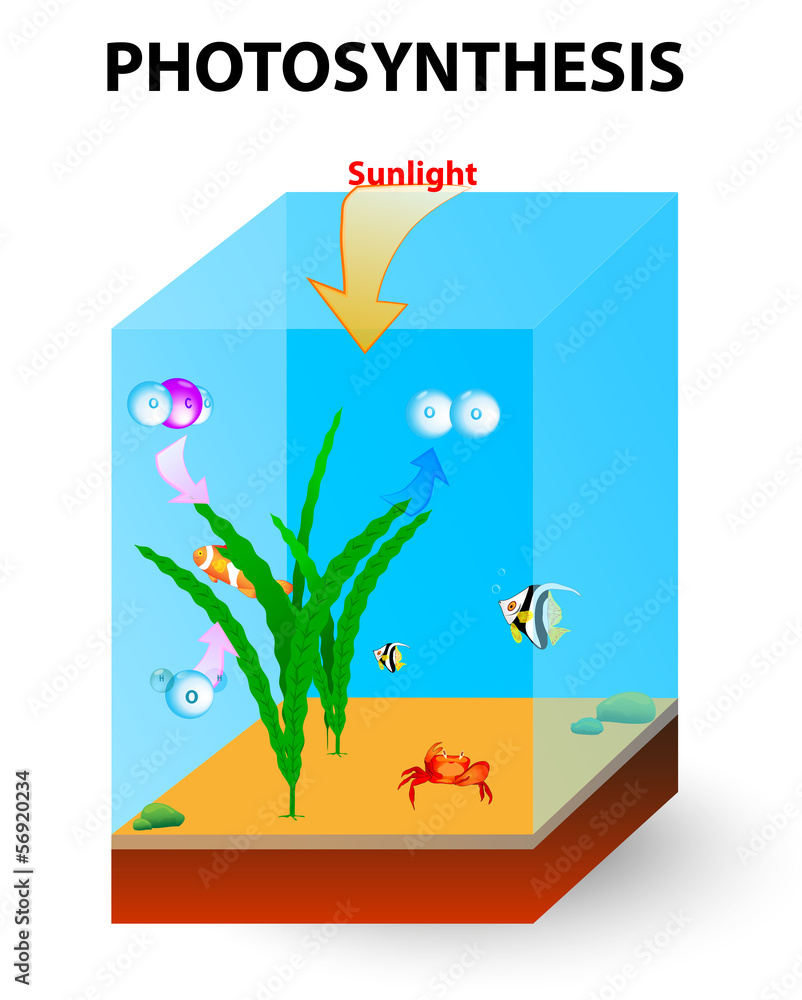 process of photosynthesis in algae Stock Vector | Adobe Stock