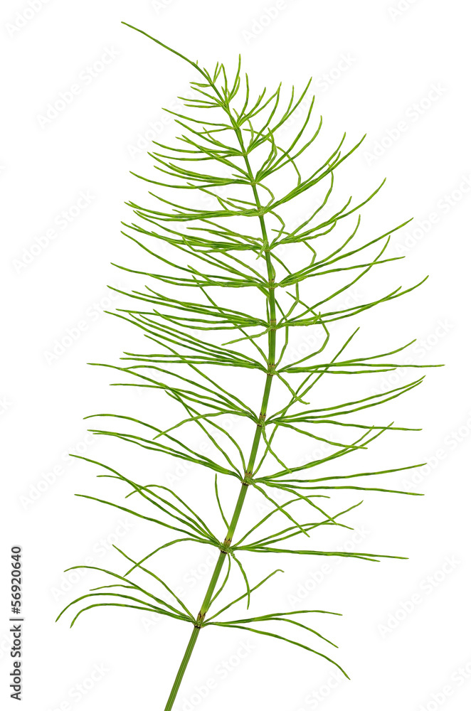 Fototapeta premium Equisetum arvense plant