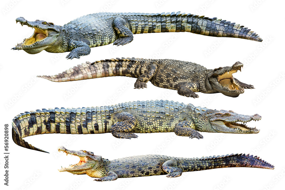 Naklejka premium Collection of freshwater crocodile isolated on white background