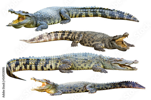 Fotografering Collection of freshwater crocodile isolated on white background