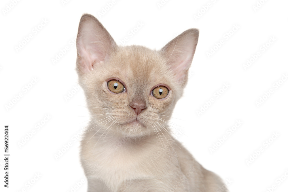 Burmese kitten. Close-up portrait