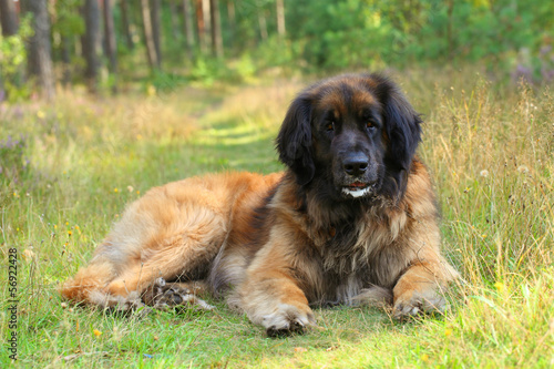 Leonberger dog resting on grass