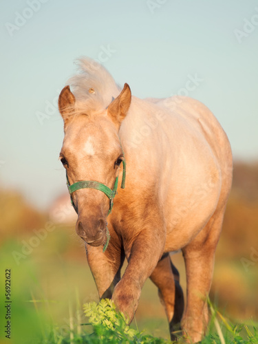 welsh  pony  foal in the field.