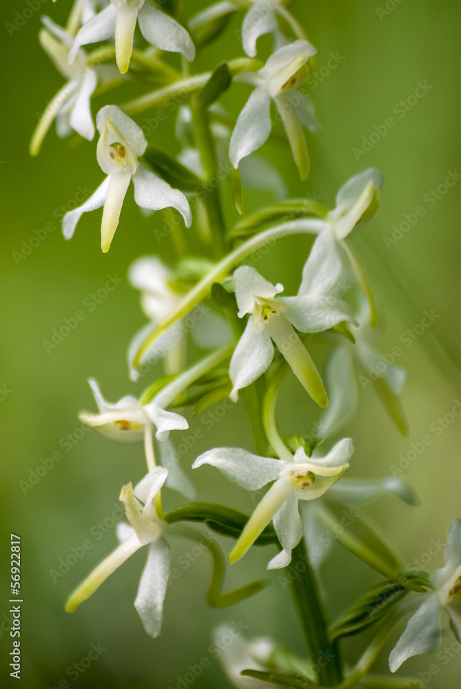 Fototapeta premium Wild orchids (Platanthera chlorantha)
