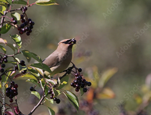 Cedar Waxwing Eating Nannyberry Fruit
 photo