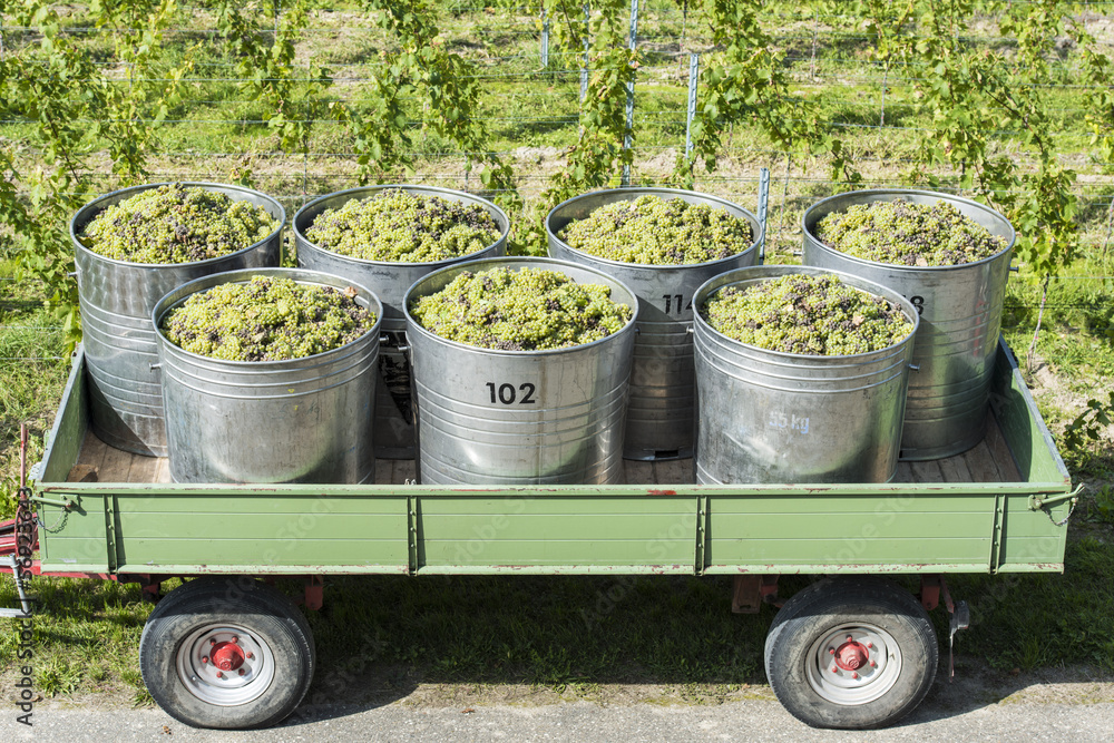 Containers Full Of White Grapes On The Trailer
