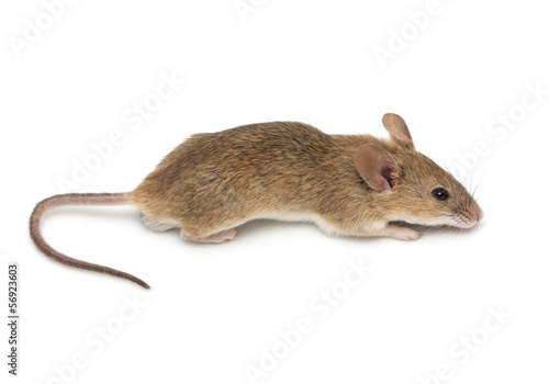 a little mouse isolated on a white background