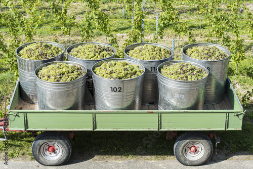 Obraz na płótnie Containers Full Of White Grapes On The Trailer w salonie
