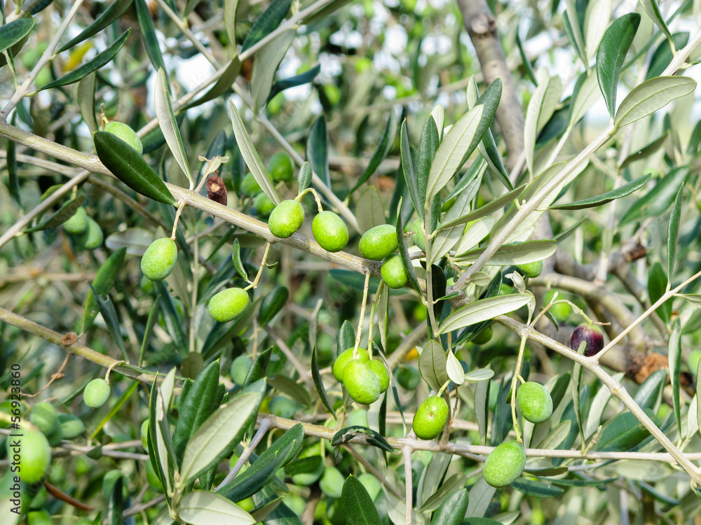 Olive verdi sull'albero prima di essere colte