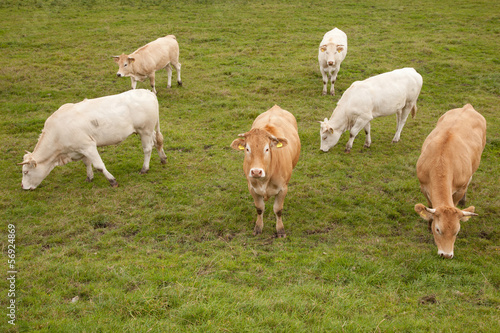 white and brown cows in dutch meadow
