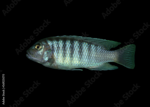 fish on a black background