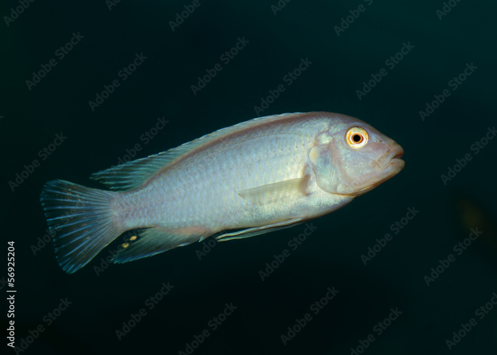 Fototapeta premium fish in the aquarium