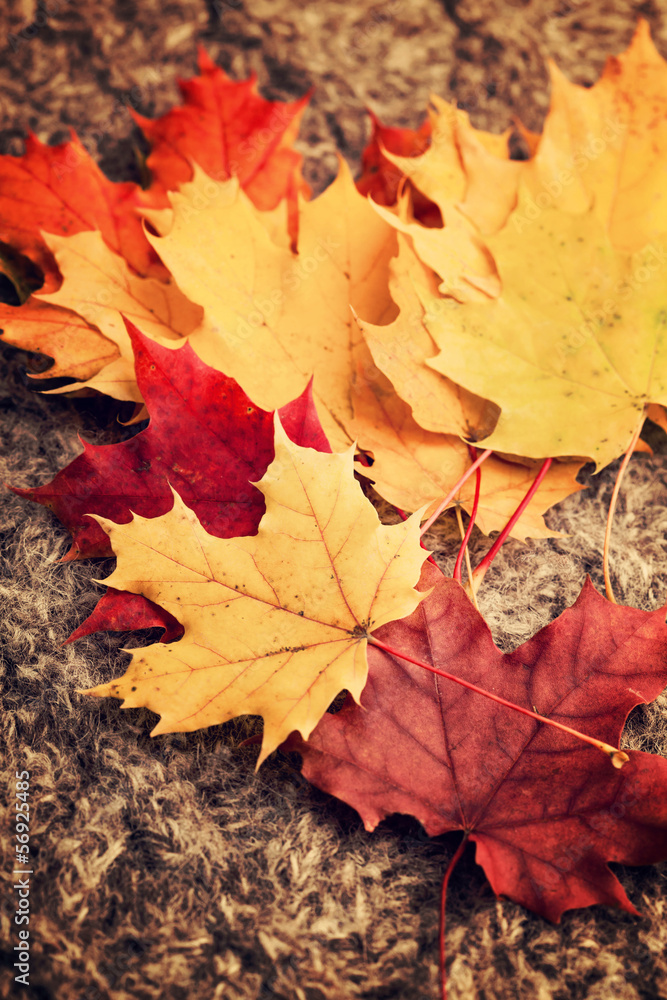 autumn leaves autumn leaves