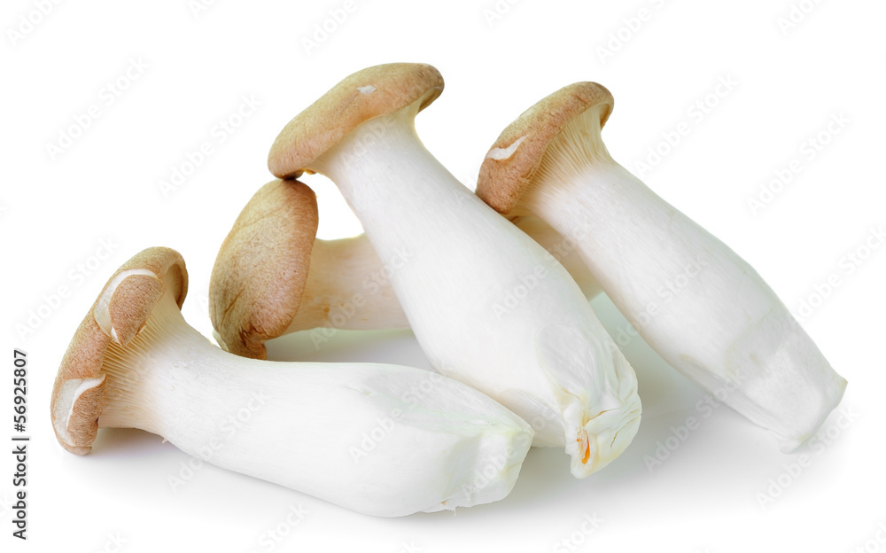 mushrooms on white background mushrooms on white background