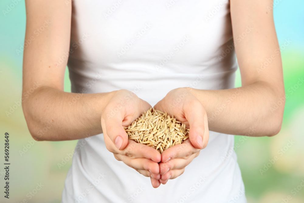Wheat grain in female hands on natural background Wheat grain in female hands on natural background
