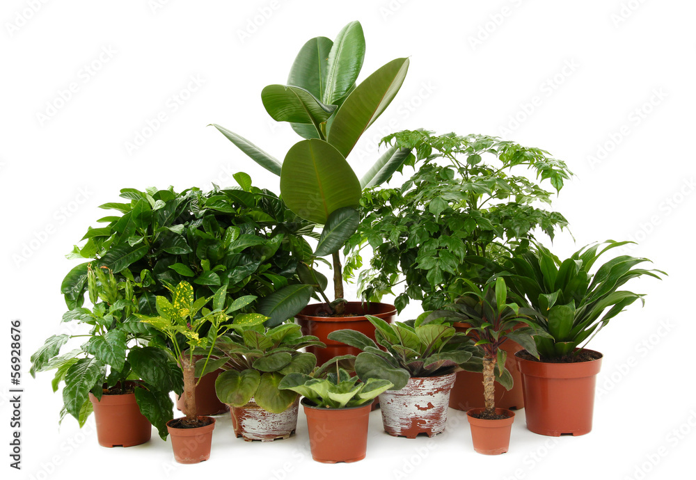 Beautiful flowers in pots isolated on white Beautiful flowers in pots isolated on white