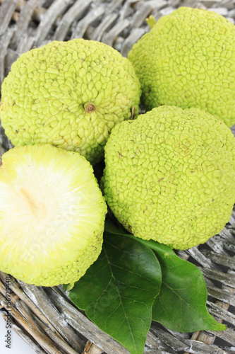 Osage Orange fruits (Maclura pomifera), isolated on white photo