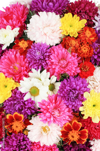 Fototapeta Naklejka Na Ścianę i Meble -  Beautiful bouquet of chrysanthemums close-up