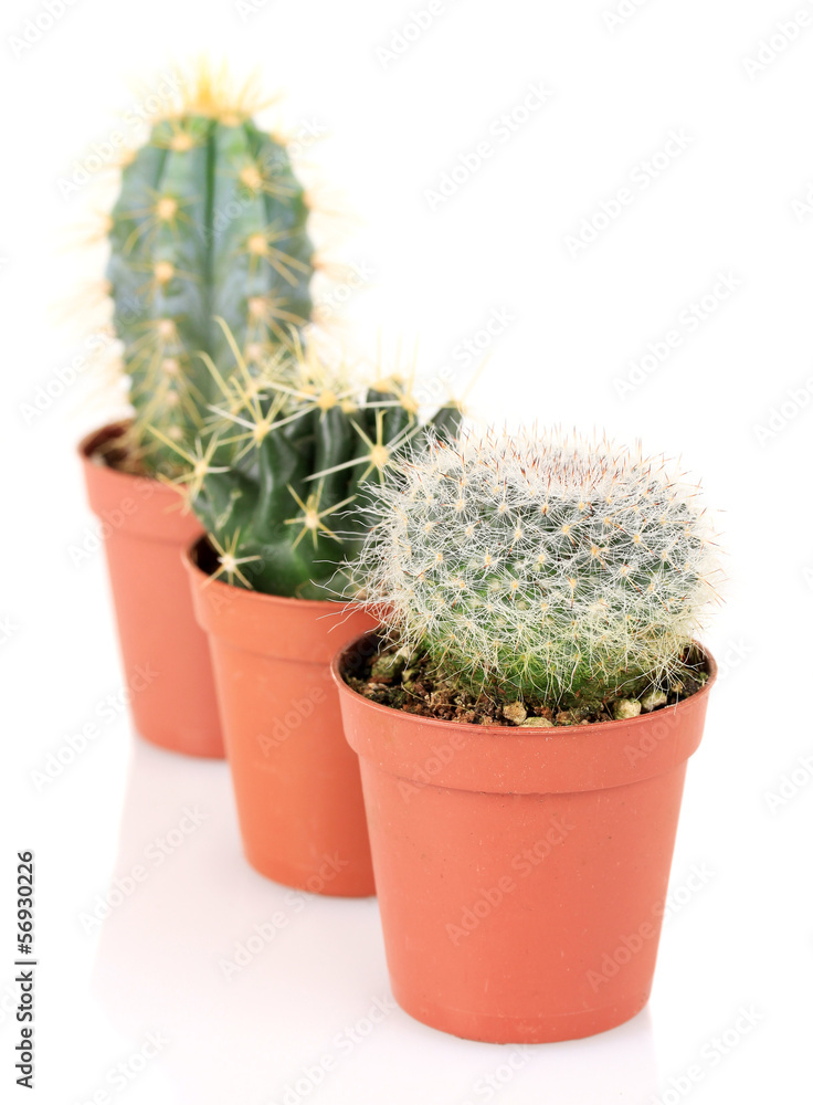 Collection of cactuses, isolated on white Collection of cactuses, isolated on white