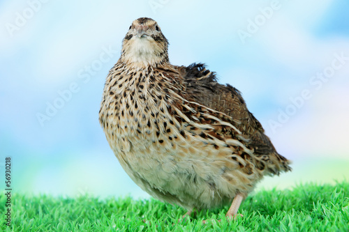 Young quail on grass on blue background