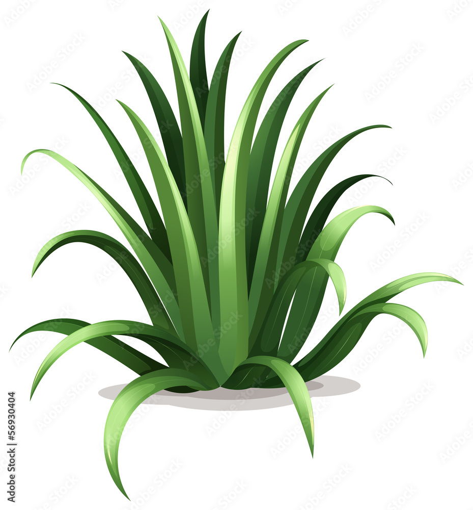 Obraz premium Agave bracteosa