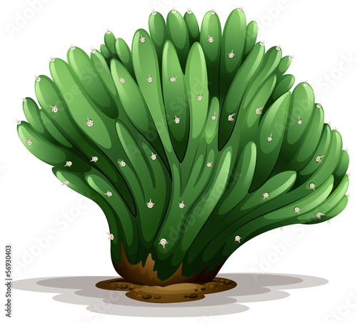 Trichocereus pachanoi forma cristata