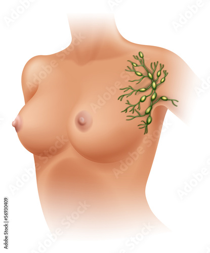 Axillary lymph nodes