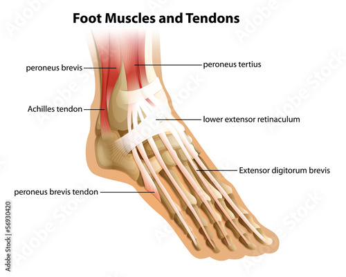 Foot Muscles and Tendons photo
