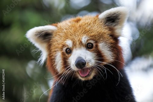 Fotografie Red Panda