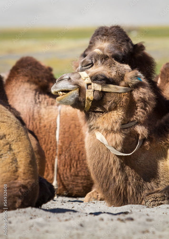 Fototapeta premium Camels in the Nubra Valley
