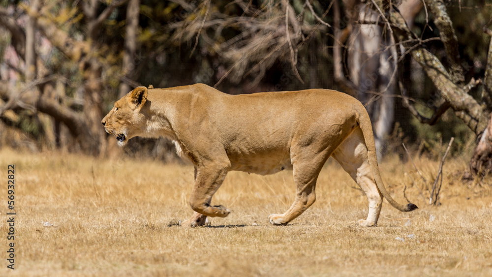 Naklejka premium Lioness
