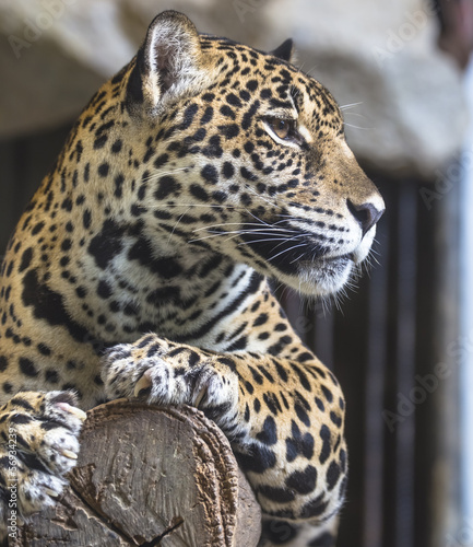 close up of a large Jaguar cat © rtrujira