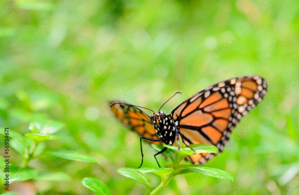 The Monarch butterfly sitting on the green flower. The Monarch butterfly sitting on the green flower.