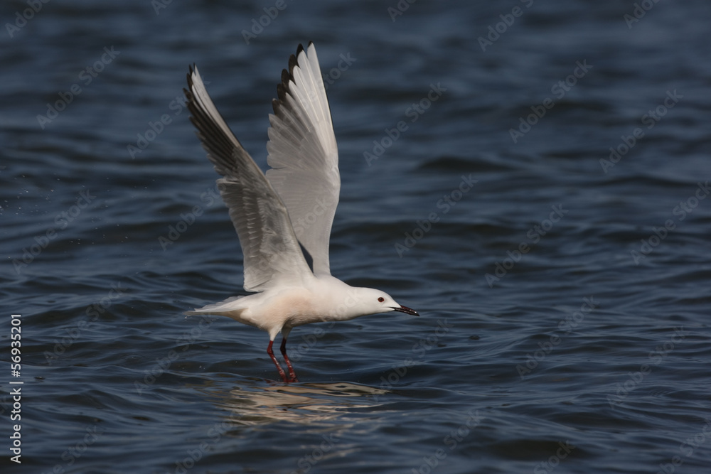 Slender-billed gull, Larus genei Slender-billed gull, Larus genei