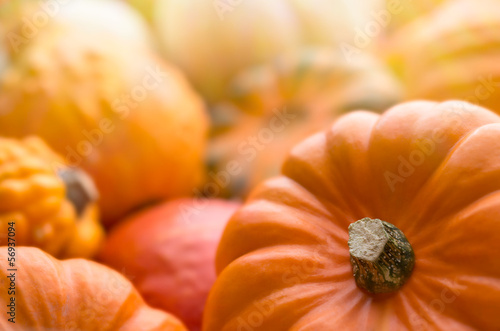 Pumpkins background photo