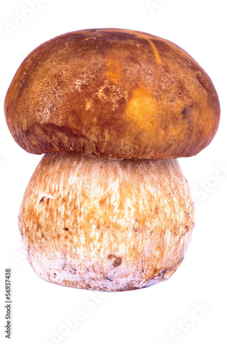 Porcini Mushroom