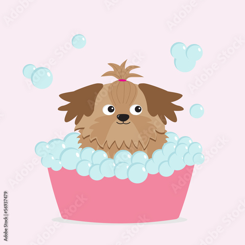 Little glamour tan Shih Tzu dog taking a bubble bath.