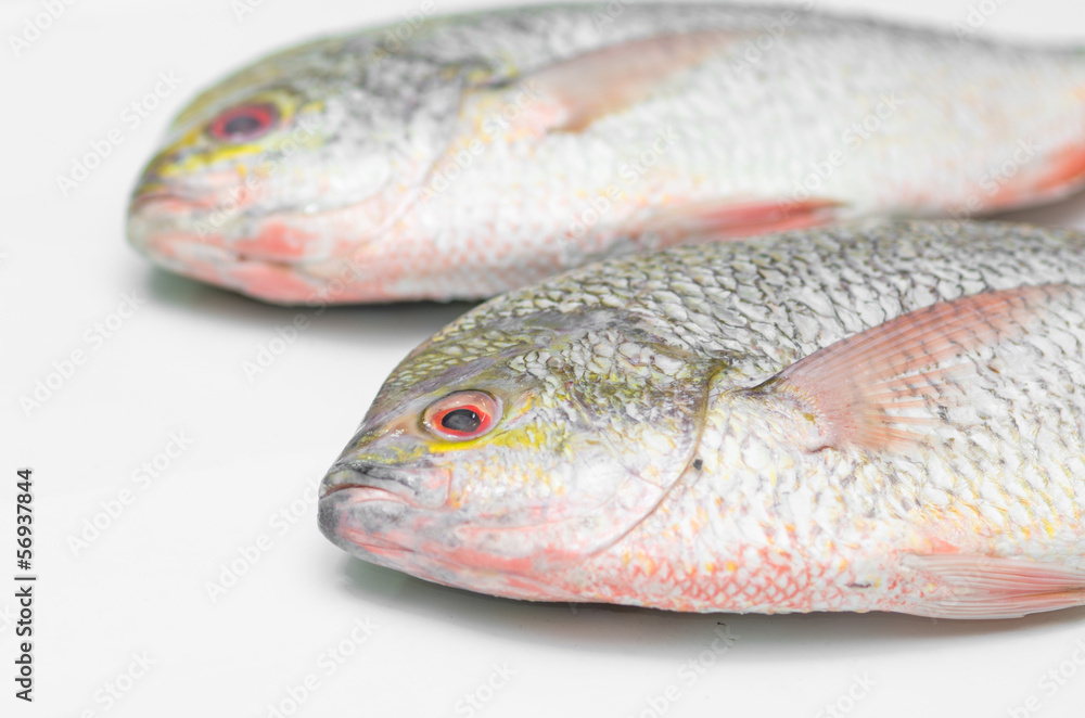 YELLOWTAIL FUSILIER, Raw fish Isolate on white YELLOWTAIL FUSILIER, Raw fish Isolate on white